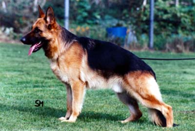 Flick vom Finkenschlag | German Shepherd Dog 