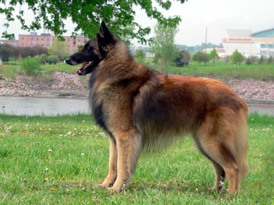 After Shock Lightyear | Belgian Tervuren 