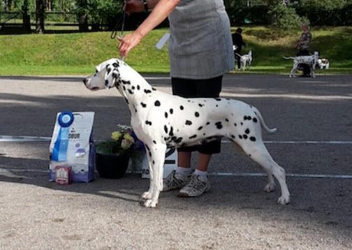 O'ZONE INDIRA | Dalmatian 