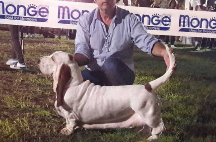 GOPLANA Galopujaca Fufla | Basset Hound 