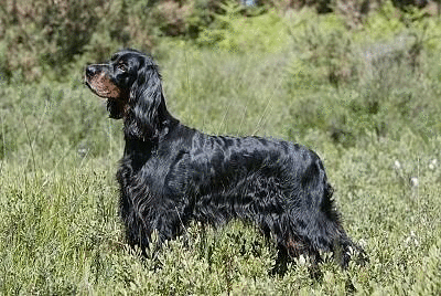 Amscot Irresista Belle | Gordon Setter 