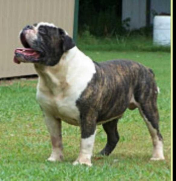 Dawson Creek Conan | Olde English Bulldogge 