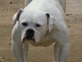 arke bull's tosca | American Bulldog 