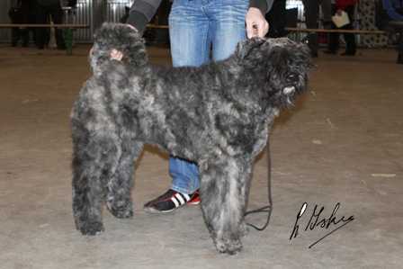 LYNN V.H. BOEFFIE'S HOME | Bouvier des Flandres 