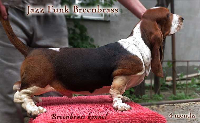 Jazz Funk Breenbrass | Basset Hound 