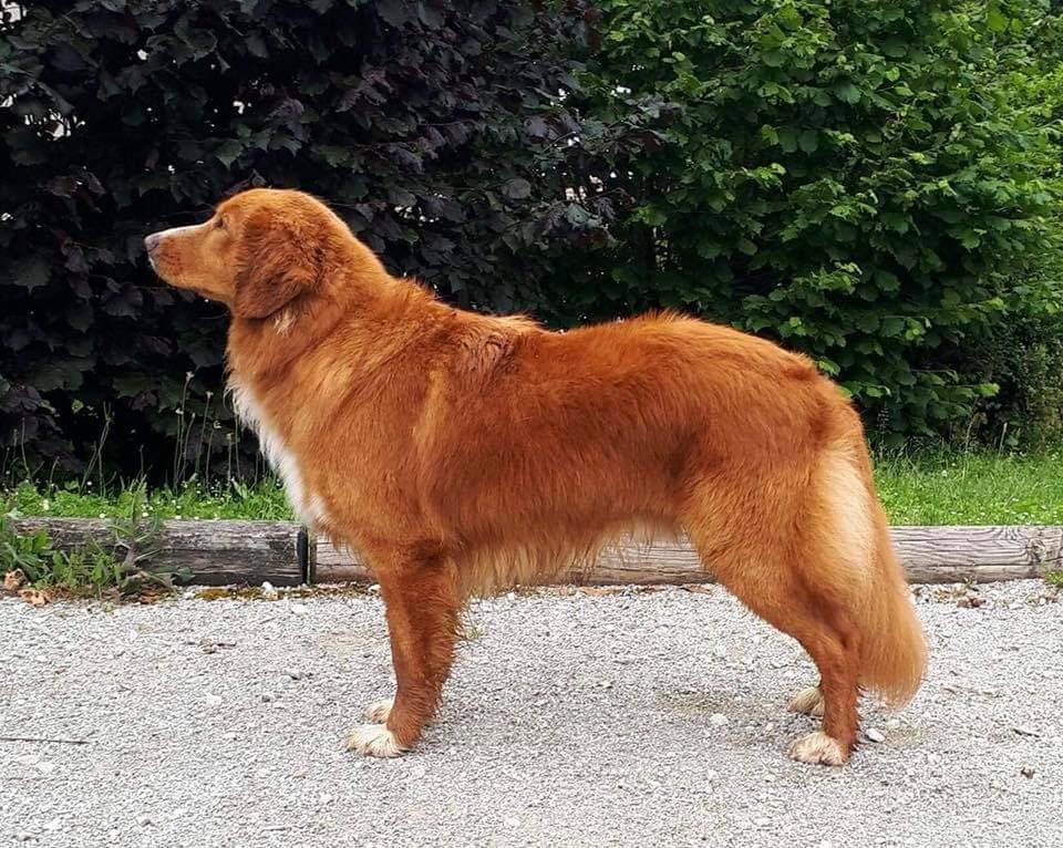 Micmac Malto des Terres du Phénix | Nova Scotia Duck Tolling Retriever 