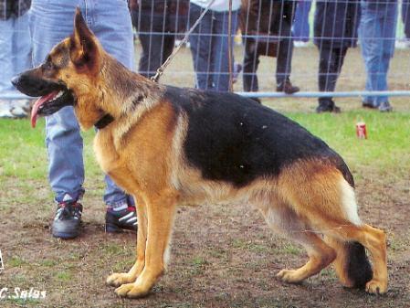 Sämmo vom Fiemereck | German Shepherd Dog 