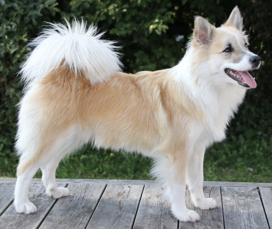 Kolsholts Saga | Icelandic Sheepdog 