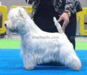 Royal Gigolo vom Deipen Brook | West Highland White Terrier 