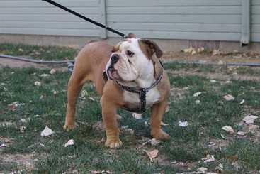 Blue Legend Bully Chowder | Olde English Bulldogge 