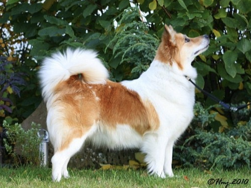 Kersins Freyja Frostrós | Icelandic Sheepdog 