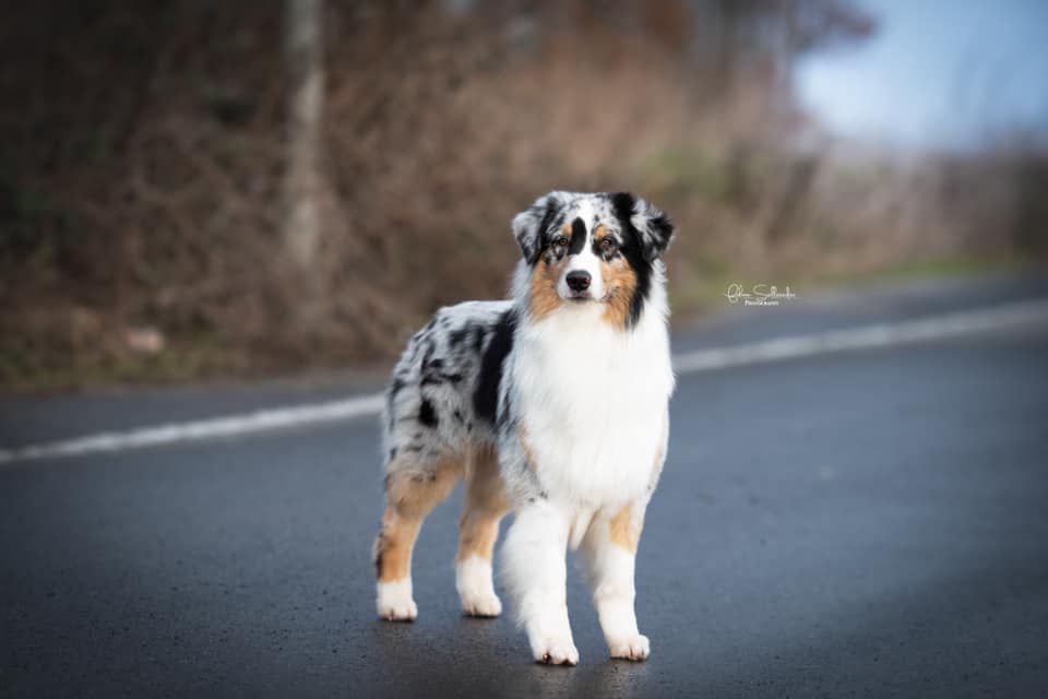 Trilogy‘s Maybe A Mighty Crown | Australian Shepherd 