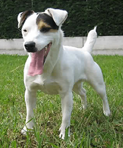 Indicatore Tabarrino Kira | Jack Russell Terrier 