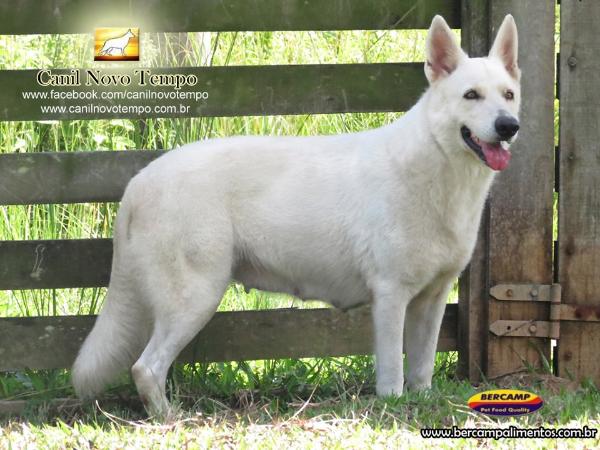 Mariah White Angel do Novo Tempo | White Swiss Shepherd Dog 