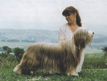 inch allah de chester | Bearded Collie 