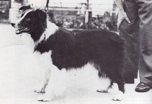 Wyena King | Border Collie 