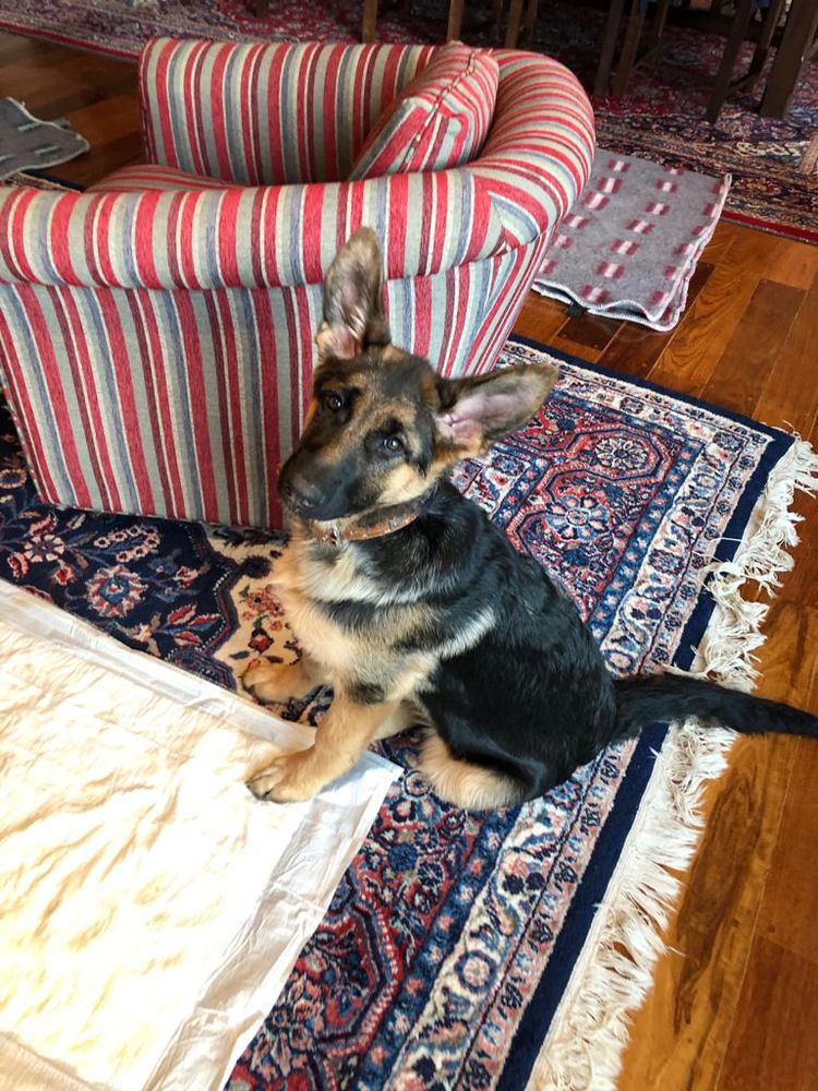 BLUME WIEGE DER VORKAMPFER | German Shepherd Dog 