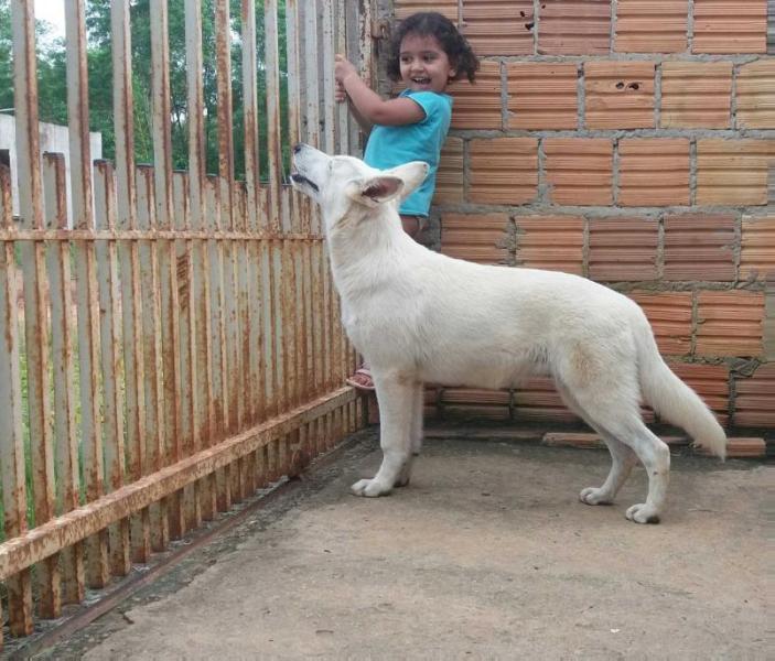 Briseis Saville Blanc | White Swiss Shepherd Dog 