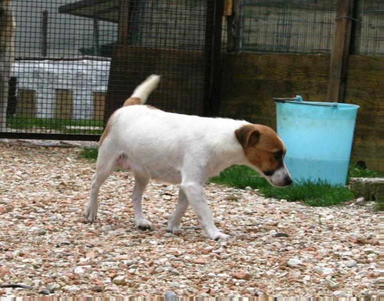 ROYAL DI SAN RUFFINO JACK ALIS | Jack Russell Terrier 