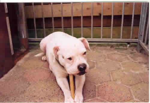 Bell's Wishbone | American Bulldog 