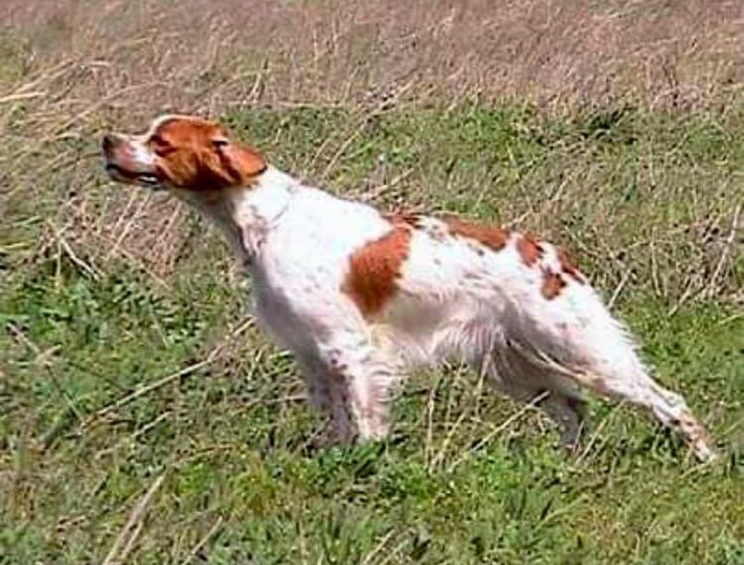 KYARA iz Volnogo Vetra | Brittany 