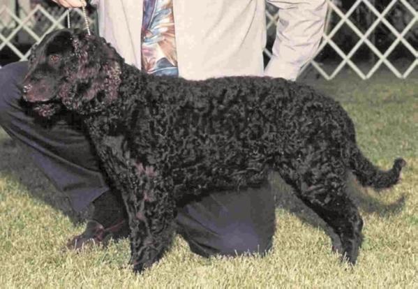 Little Brownies Savanna | American Water Spaniel 