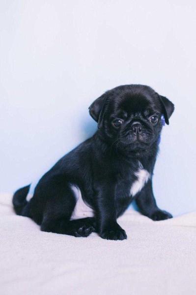 DEXTER WHITE STAR ZABAVA KOROLEY | Pug 