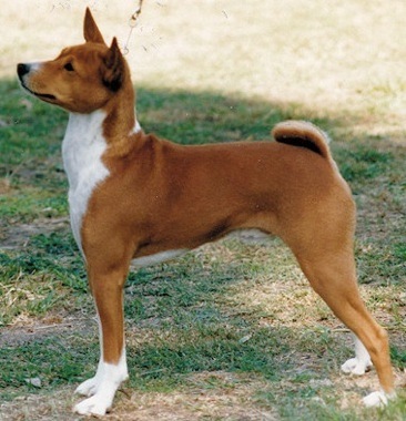 Baagna Hustler | Basenji 