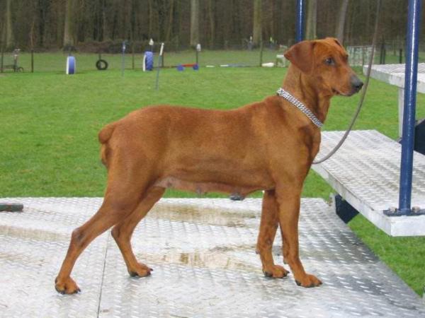 DORSKE de la Barque de l'Esprit | German Pinscher 