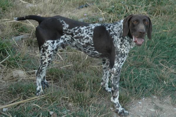 Chivas du Marais de Saintonge | German Shorthaired Pointer 