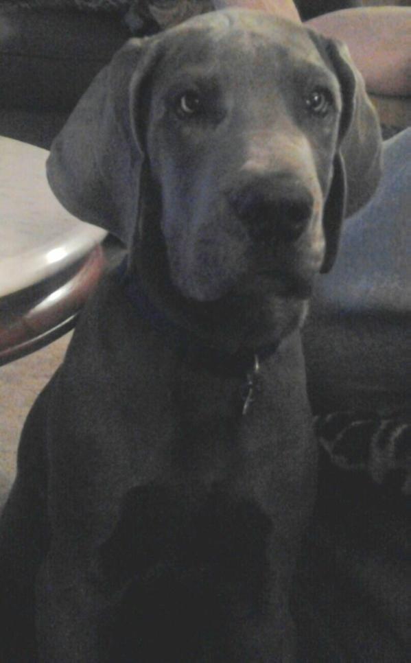 Queen Bella Blue Of The Great Smoky Mountains | Great Dane 