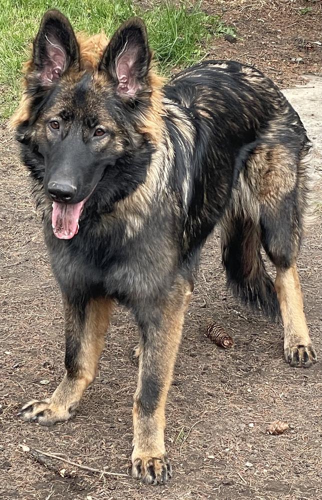 Amara The Emodiment of Wayward Shepherds Darkness | German Shepherd Dog 