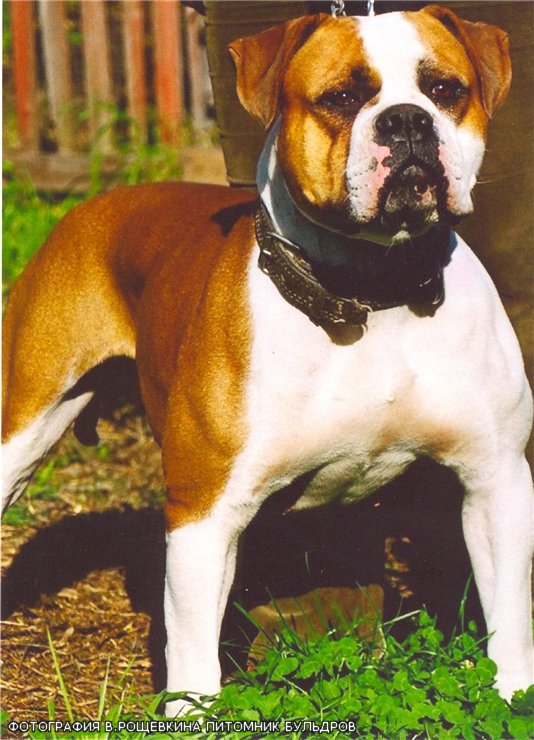 Bulldrow Constancia | American Bulldog 