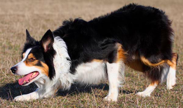 Bwlch Hjalmar | Border Collie 