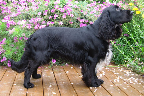 Winterbourne white lightning | Field Spaniel 