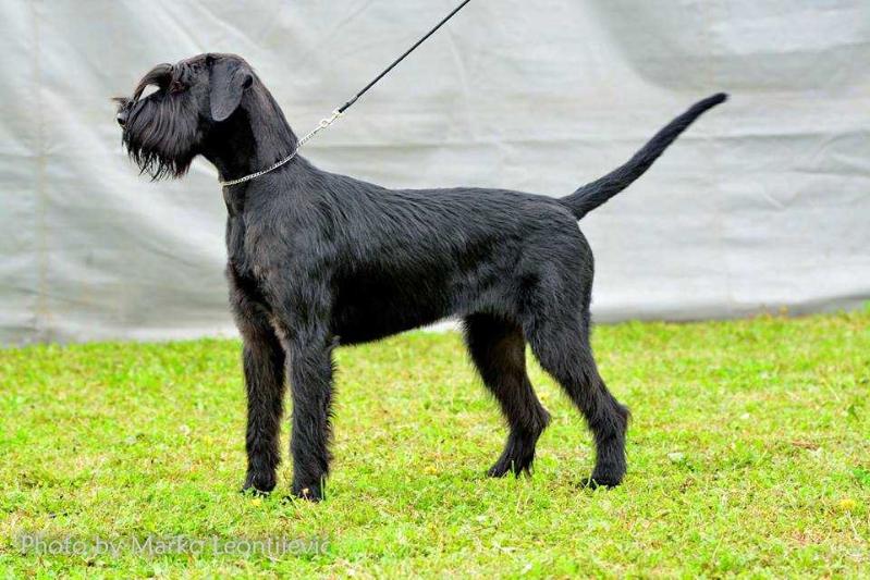 Arizona | Giant Schnauzer 