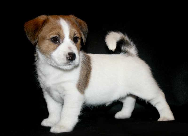 Kaliostro | Jack Russell Terrier 