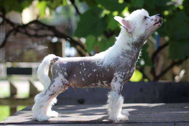 Secret Hulaj Dusza | Chinese Crested 