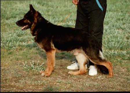 Atze vom Grauberg | German Shepherd Dog 