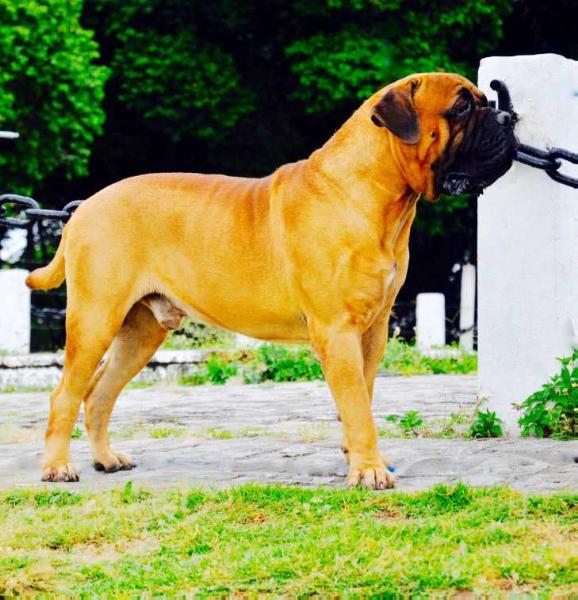 SRK Hoolck Thunner | Bullmastiff 