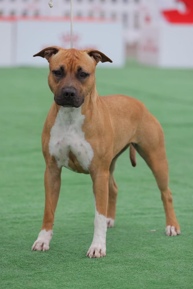 Fraja EC  World in My Eyes | American Staffordshire Terrier 
