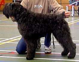 Inferno Ginger v.d. Dambaernhoeve | Bouvier des Flandres 