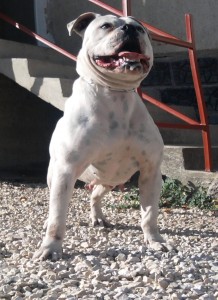 Avalanche Bulls ABBA | American Bulldog 