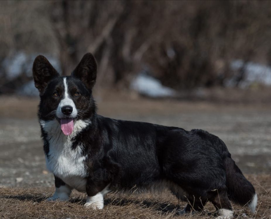 TIM PRIDE AMORUS SONG | Cardigan Welsh Corgi 