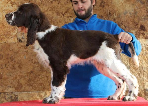 Autumn Ironhide de Albergue da Casta | English Springer Spaniel 