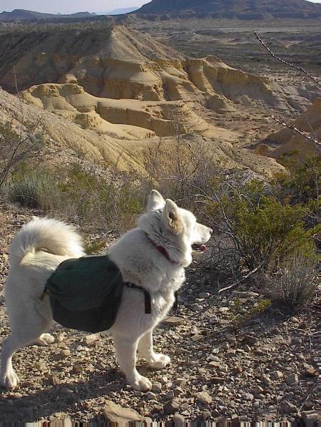 Ghostdancer's Mystic Warrior | Alaskan Malamute 