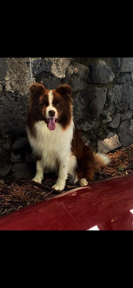 Martell Salinas | Border Collie 