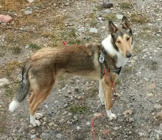 Tanner | Smooth Collie 