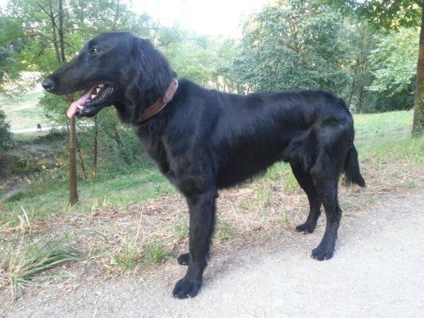 Obi wan de tucuman | Flat-Coated Retriever 