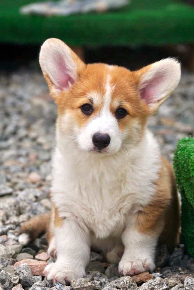 Mistycor Yummy-Yum | Pembroke Welsh Corgi 